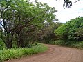 Isla de Pascua 2006 121.jpg